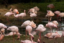 Трансатлантика на HAL Ryndam в нобре 2011, или «Wash your hands thoroughly!» Трансатлантика на HAL Ryndam в нобре 2011, или «Wash your hands thoroughly!»