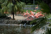 Трансатлантика на HAL Ryndam в нобре 2011, или «Wash your hands thoroughly!»