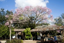 Трансатлантика на HAL Ryndam в нобре 2011, или «Wash your hands thoroughly!»