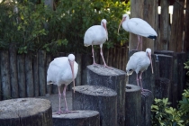 Трансатлантика на HAL Ryndam в нобре 2011, или «Wash your hands thoroughly!»