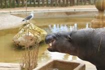 Лиссабон, Кашкайш, Синтра, Алмада, Порто (Февраль 2011)