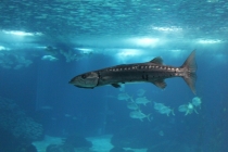 Лиссабон, Кашкайш, Синтра, Алмада, Порто (Февраль 2011)