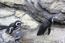 Лиссабон, Кашкайш, Синтра, Алмада, Порто (Февраль 2011)