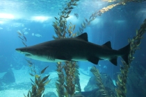 Лиссабон, Кашкайш, Синтра, Алмада, Порто (Февраль 2011)