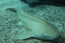 Лиссабон, Кашкайш, Синтра, Алмада, Порто (Февраль 2011)