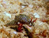 голожаберник