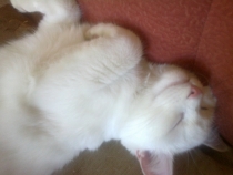 Поговорим о Кошках 13