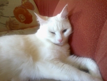 Поговорим о Кошках 13