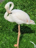 KLL