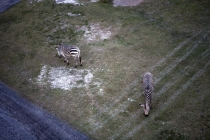 Трансатлантика на HAL Ryndam в нобре 2011, или «Wash your hands thoroughly!»