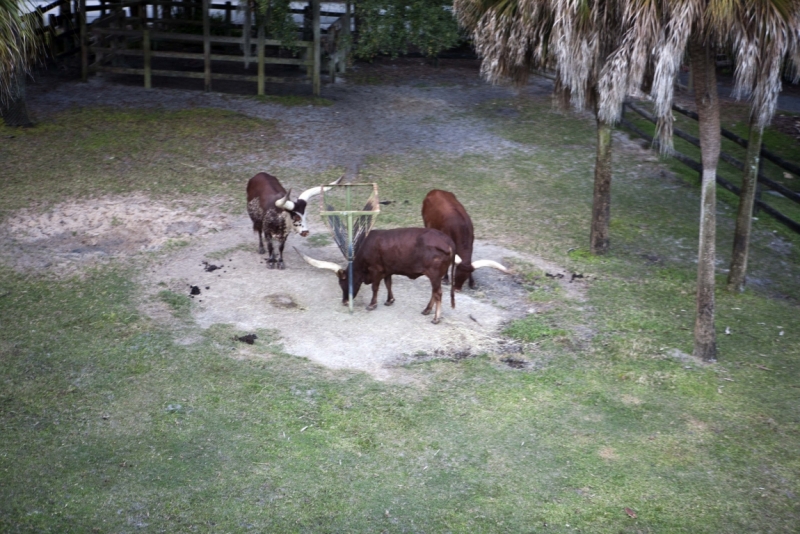 Трансатлантика на HAL Ryndam в нобре 2011, или «Wash your hands thoroughly!»