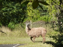 Lake District, Chile