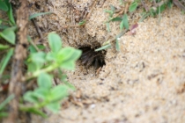 Еще раз про Пхукет