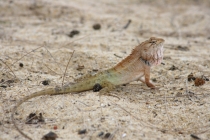 Еще раз про Пхукет