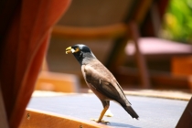 Еще раз про Пхукет