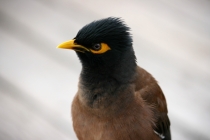 Еще раз про Пхукет