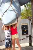 shark universal