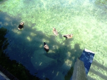 Украина-Германия (июль-август 2012) – почти без галопа (закончен)