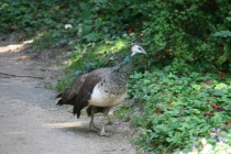 Франция, Нидерланды, Италия, Швейцария, Германия. 4600 км. 14 дней. 11 городов (фотоотчет)