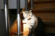 Франция, Нидерланды, Италия, Швейцария, Германия. 4600 км. 14 дней. 11 городов (фотоотчет)