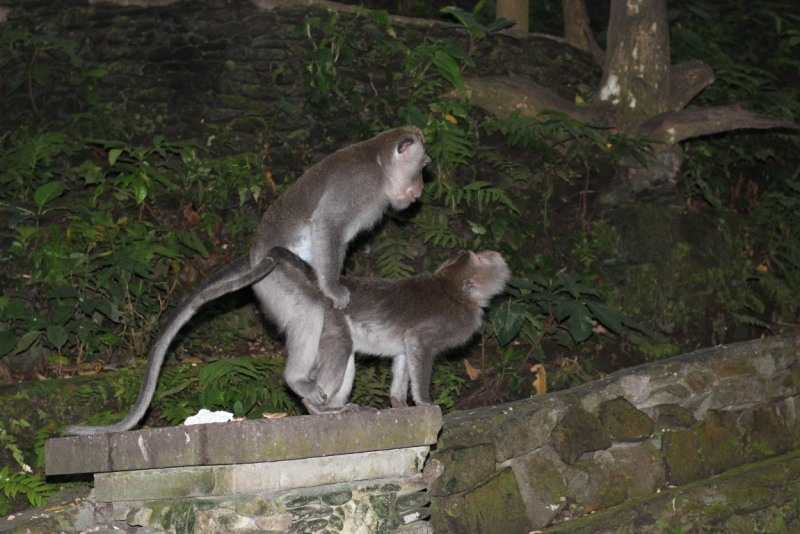 Свадебное путешествие Бали-Гили 2012