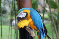 Свадебное путешествие Бали-Гили 2012