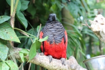 Свадебное путешествие Бали-Гили 2012