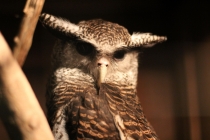 Свадебное путешествие Бали-Гили 2012