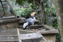 Свадебное путешествие Бали-Гили 2012