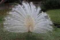 Свадебное путешествие Бали-Гили 2012