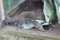 Свадебное путешествие Бали-Гили 2012