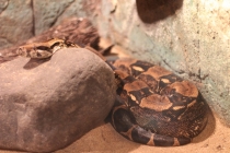 Свадебное путешествие Бали-Гили 2012