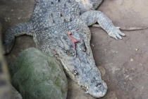 Свадебное путешествие Бали-Гили 2012