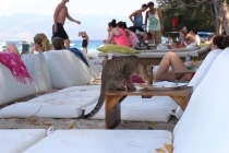 Свадебное путешествие Бали-Гили 2012