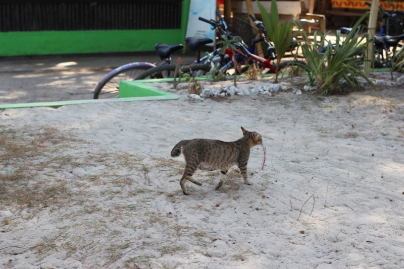 Свадебное путешествие Бали-Гили 2012