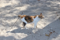 Свадебное путешествие Бали-Гили 2012