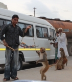 Письма Алисе из Индии