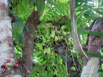 Корон и Эль Нидо, август 2012