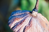 астраханский конкурс