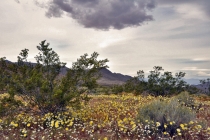 Удивительная пустыня - Долина смерти (Калифорния) + новый отчет