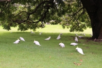 Сиднейский полдень