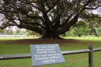 Сиднейский полдень5