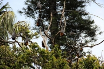 Сиднейский полдень7