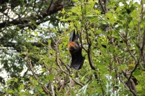 Сиднейский полдень8