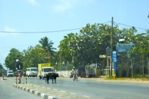 Шри-Ланка на автомобиле - зигзагом и наискосок.