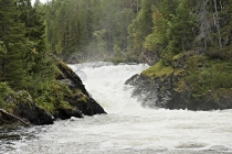 Лапландия – август 2012. Oulanka. Медвежьими тропами в краю оленей.