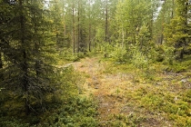 Лапландия – август 2012. Oulanka. Медвежьими тропами в краю оленей.