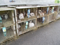 дорога в Challex