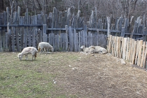 Plimoth Plantation