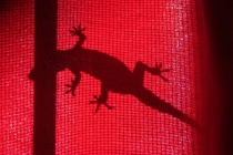 Индия, Бага, новый год 2012 и одинокая белая женщина